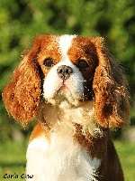 Étalon Cavalier King Charles Spaniel - CH. chantismere Choral fantasy pt gi fi ee cib