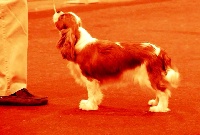 Étalon Cavalier King Charles Spaniel - CH. Juliette De Los Ursidos Kodiak