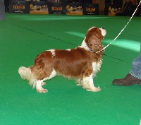 Étalon Cavalier King Charles Spaniel - CH. Dom sebastião Do Monte Santa Maria