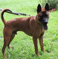 Étalon Chien thaïlandais à crête dorsale - Justus my salim