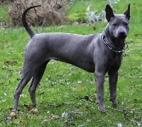 Étalon Chien thaïlandais à crête dorsale - Bright bitty canis regalis