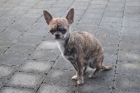 Étalon Chihuahua - Julia d'ambre (Sans Affixe)