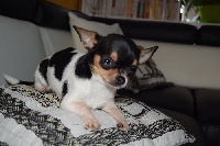 Étalon Chihuahua - Ornélla des Petits Mickeys