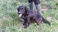 Étalon Cocker Spaniel Anglais - Nelly of Glharama