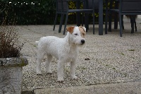 Étalon Jack Russell Terrier - Leavy des Hauts-Marizys