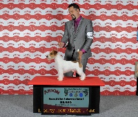 Étalon Jack Russell Terrier - CH. Liberty box matpoint (Sans Affixe)