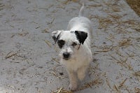 Étalon Jack Russell Terrier - Heden (Sans Affixe)