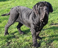 Étalon Mâtin Napolitain - Iska De La Sagesse Des Imposants