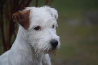 Étalon Parson Russell Terrier - CH. Imilie De ghundaï