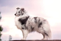Étalon Shetland Sheepdog - Azulian Always by my side