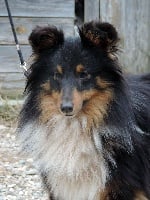 Étalon Shetland Sheepdog - Jump black king Des mille eclats des tournesol