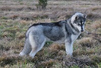Étalon Siberian Husky - Liberta di vivera de Daybreak Northern