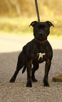 Étalon Staffordshire Bull Terrier - Isidor the gangsta From Darkness To Light