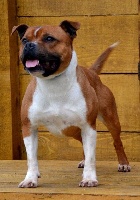 Étalon Staffordshire Bull Terrier - Jackson fury dragonne Of The Warriors Red Skins