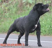 Étalon Staffordshire Bull Terrier - Icar Red charming's