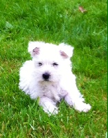 Étalon West Highland White Terrier - Jinger du clos de l'épte