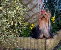 Étalon Yorkshire Terrier - J'aime-j'adore du Gué de l'Adour