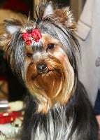 Étalon Yorkshire Terrier - Hunderwood Living goddess fashion
