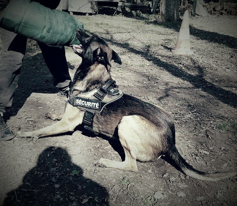 Publication : De La Vallée Des Mali Bringées 