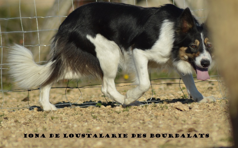 Iona De Loustalarié Des Bourdalats