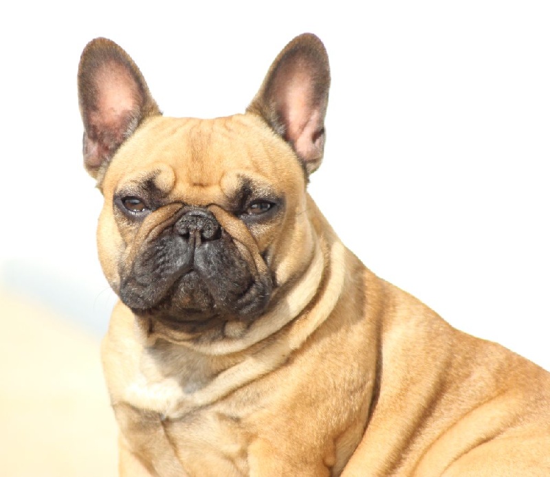 Publication : Héritier De La Sphère D'Idunn Auteur : Kamedula Jérôme