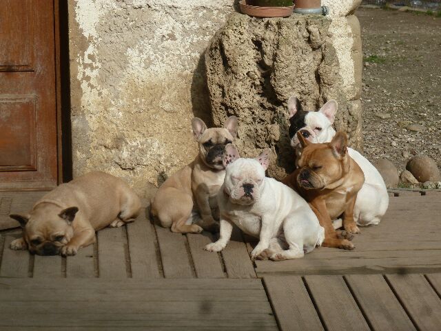 Publication : des brumes d'aurore Auteur : Laurence Huiban