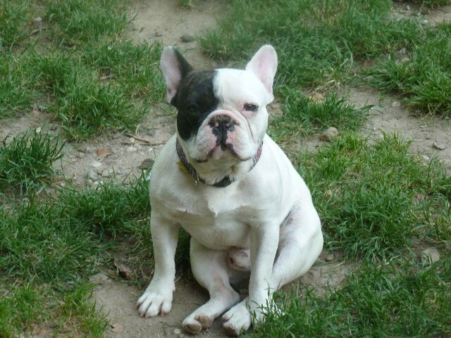 Publication : des brumes d'aurore Auteur : Laurence HUIBAN