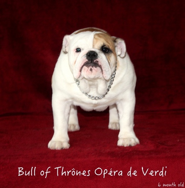 Bull Of Thrônes Opéra de verdi