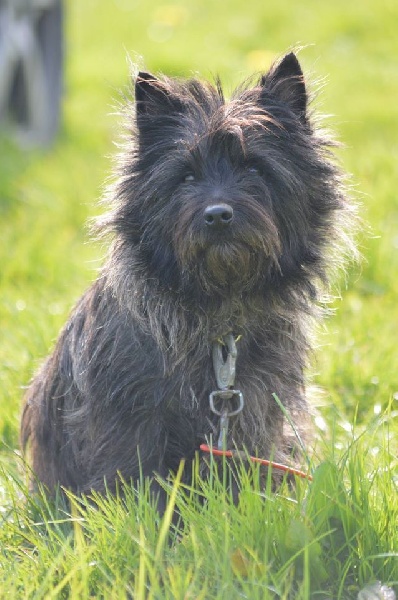 Geyser of Wings of an Angel