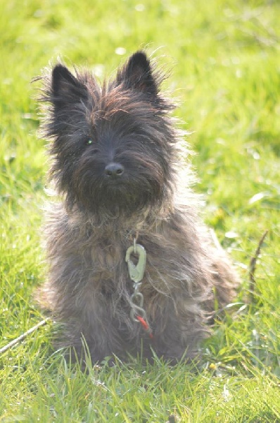 Eclat de chocolat (dite elfie) de la Médulienne