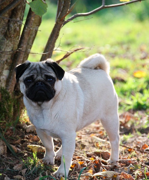 Jane marple Du Val D'hermès