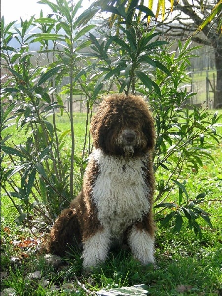 Picaro de las brisas del mar