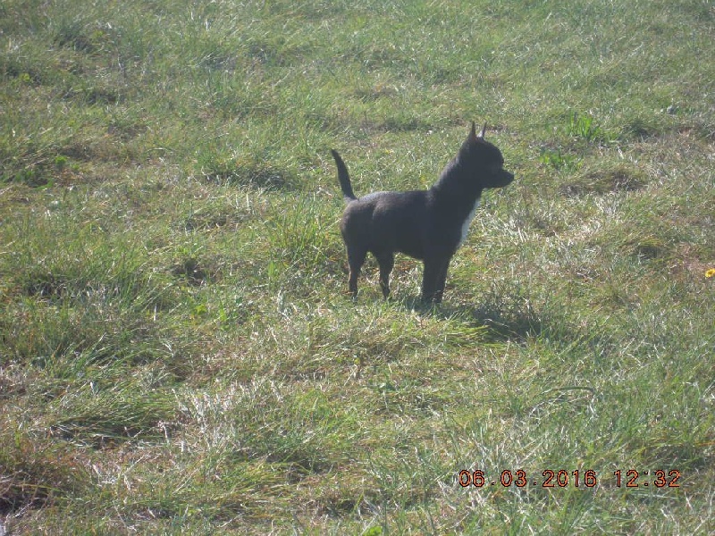 Inouko Des Petits Barons Du Pioch