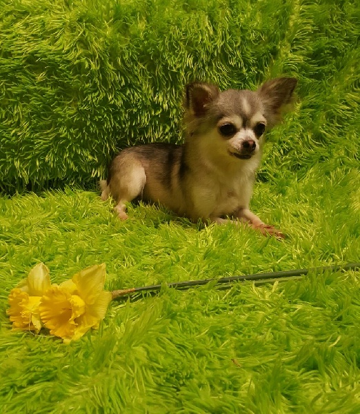 Habby Des Chtichihuahuas