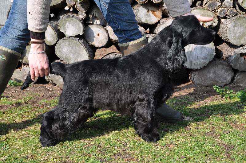 Sunset D'hell Lolita limpicka