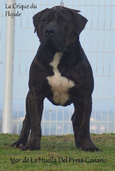 Igor De La Huella Del Presa Canario