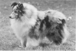 CH. Ruscombe Silver lining