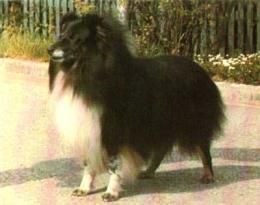 Sharval The delinquent