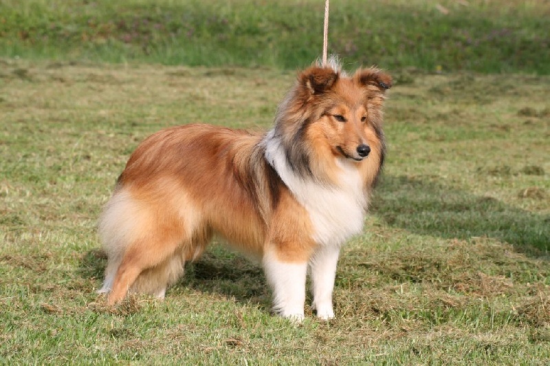 Publication : du Royaume d'Angélique