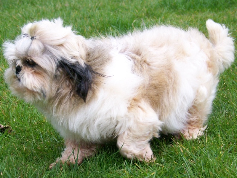 Han you Du logis de beaumanoir