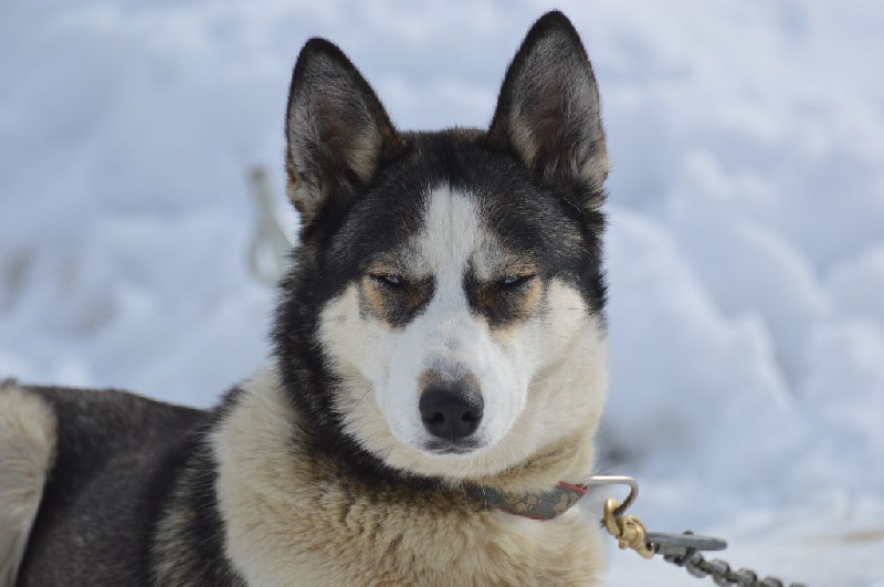 Publication : Des Fleurs D'Etoiles Auteur : des fleurs d'étoiles