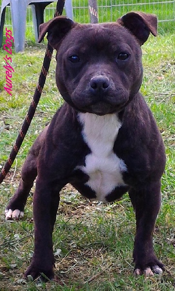 Loving speed brigade bulls