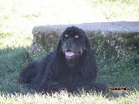 Étalon American Cocker Spaniel - Isabelle des garrigues fleuries