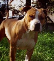 Étalon American Staffordshire Terrier - Lord infamos Of Miss And You