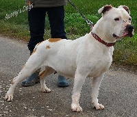 Étalon American Staffordshire Terrier - Falballa of White and White