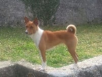 Étalon Basenji - Jasmine de la bergerie Barriera