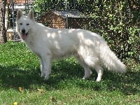 Étalon Berger Blanc Suisse - Helyos Du Bois Des Ternes