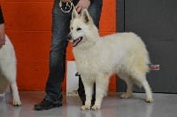 Étalon Berger Blanc Suisse - Jewen de l'ange Gardien de Faujus