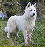 Étalon Berger Blanc Suisse - CH. Jayzee dit jayson du domaine de la Malounniera