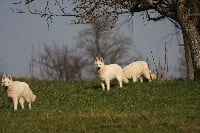 Étalon Berger Blanc Suisse - Dena Ayiana Ivy-shine